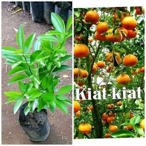 Live Plant Grafted Plant Marcoted Plant Kiat Kiat Tree Plant Fruit