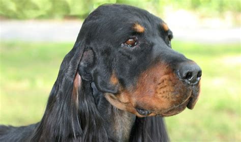 Why buy a gordon setter puppy for sale if you can adopt and save a life? Gordon Setter Breed Information