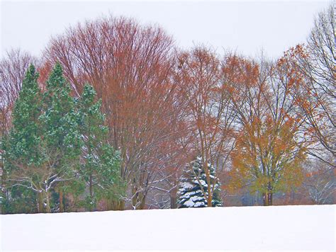Trees In Snow Free Stock Photo Public Domain Pictures