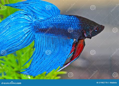 Betta Fish In Pink Transparent Color Isolated On Black Background