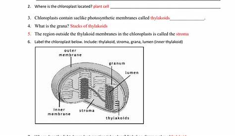 photosynthesis diagram worksheet answer key