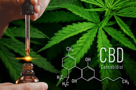 Cbd Puro En M Xico Aceite Cannabis Descubre Qu Es