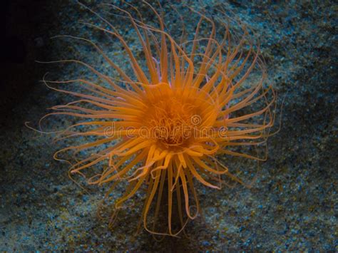 Sea Anemone Stock Image Image Of Coral Cnidarian Bottom 18780541