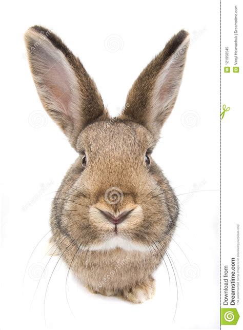 Rabbit Isolated On White Stock Image Image Of Domestic 121958545