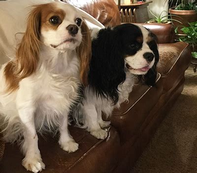 Nearly Lost to Valley Fever, Spaniel Kip Makes Long ...
