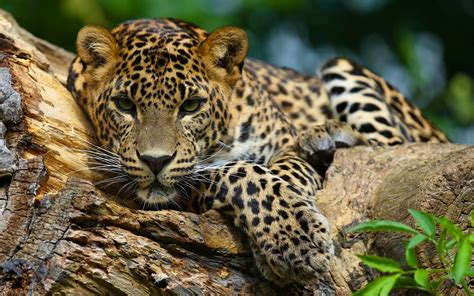 Jaguars Animals Wallpapers Hd Desktop And Mobile Backgrounds