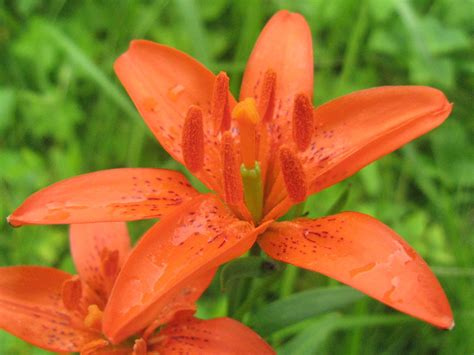 Star Lily Lilium Concolor Flower Database