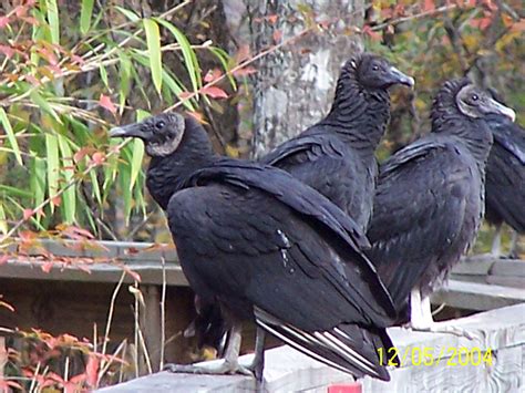 Black Vultures New Georgia Encyclopedia