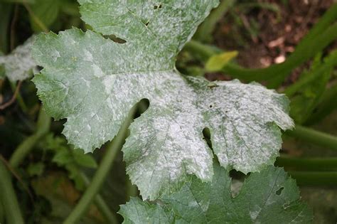 Your spotted zucchini stock images are ready. What Causes White Spots On Zucchini Leaves? All You Need ...