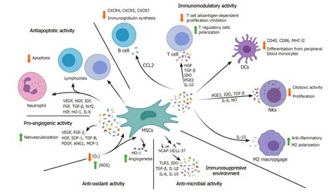 Mesenchymal Stem Cells Secretome The Cornerstone Of Cell Free Regenerative Medicine