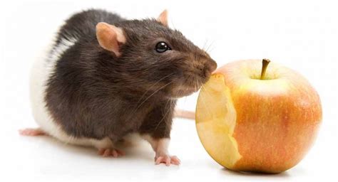 The best rat food for young rats is slightly higher in calories and fat, with older rats requiring fewer calories because of the fact that this food is also acceptable for mice, that means that it would be better served as baby rat food than food for. 25 Safe Foods for Rats and 20 to Avoid