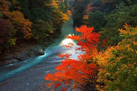 Autumn Season Wonders Red Forest Green River Bonito Trees Canyon