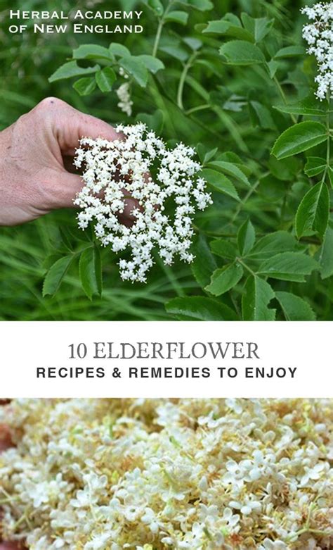 10 Elderflower Recipes And Remedies Elderflower Recipes Herbs