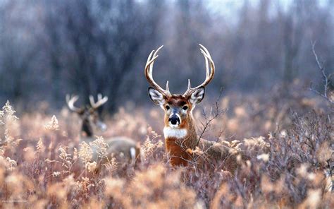 10 Top White Tailed Deer Wallpaper Full Hd 1080p For Pc Background 2020