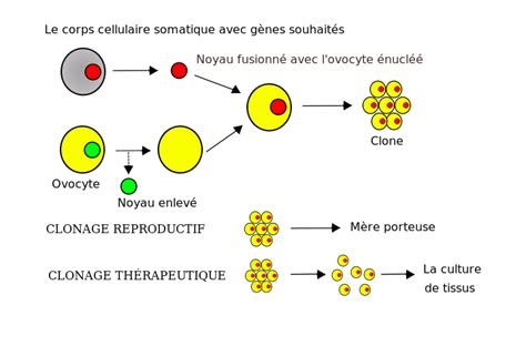 Le Clonage Secondaire Alloprof