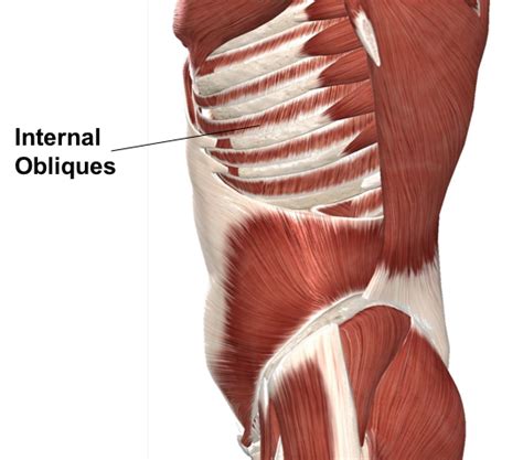 Rib Cage Muscles And Tendons Anatomy Of The Sinew Channels Li 15
