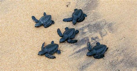 Turtle Conservation Project