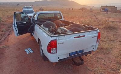 PICS Stolen Cows Found Squashed In Bakkie After High Speed Chase With Limpopo Cops African