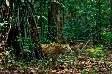 Jaguar Panthera Onca In Lowland Tropical Rainforest Manu National