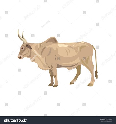 Zebu Bull Brahman Cattle Vector Illustration 库存矢量图（免版税）717634546