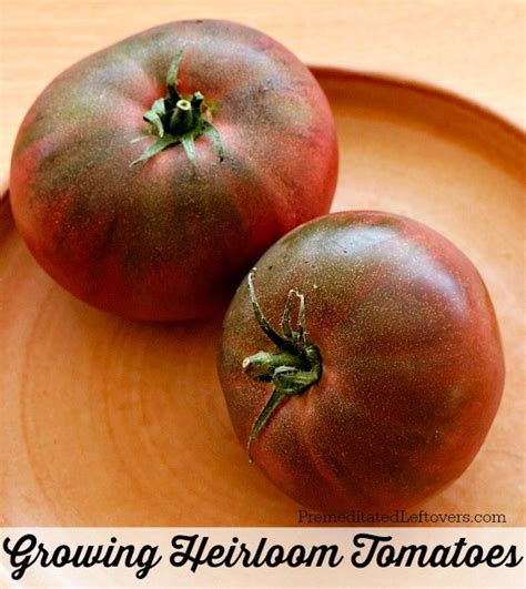 Tips For Growing Heirloom Tomatoes