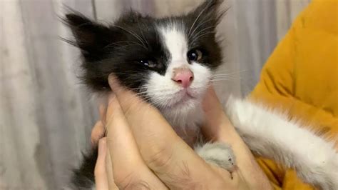 Tuxedo Kitten Comes Out Only At Late Night Youtube