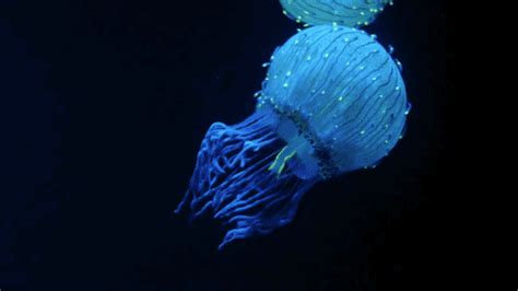 Medusa Fish  Colorful Jellyfish Sea Jellies Underwater Photos