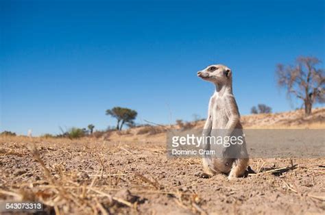 Pregnant Meerkat High Res Stock Photo Getty Images