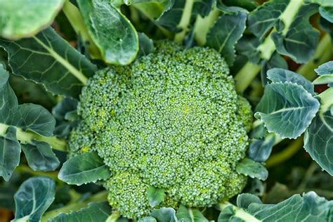 Planting Green Magic Broccoli Seeds How To Grow Green