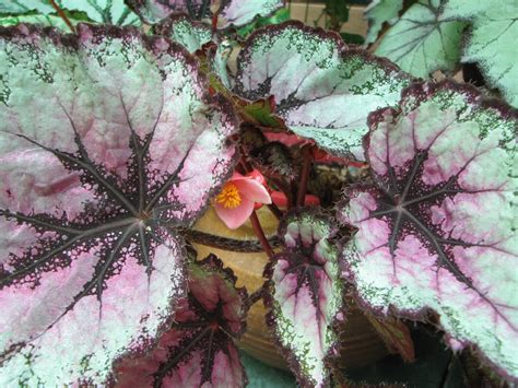 My Dry Tropics Garden Begonia Rex Cultorum Rex Begonias