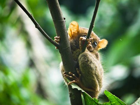 Tarsier Monkey Primate Eyes Humor Funny Cute 13 Wallpapers Hd