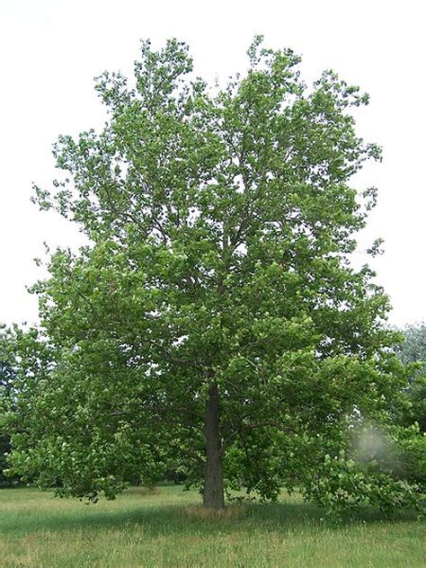 Sycamore Tree Pictures Images Photos Facts Of Sycamores