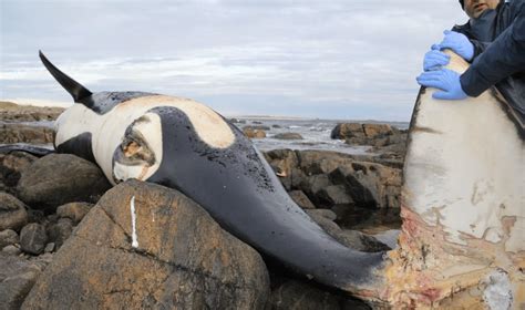 Dead Orca Contained Highest Levels Of Toxins Ever Recorded In A Whale