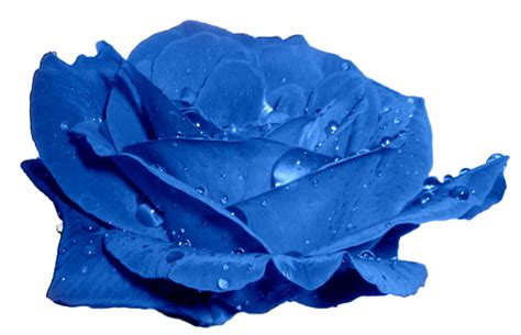 Transparent Flowers Blue Rose Rosa Hesperrhodos