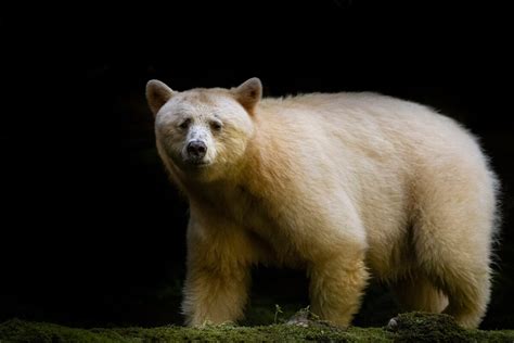 Animal Facts Kermode Spirit Bear Canadian Geographic