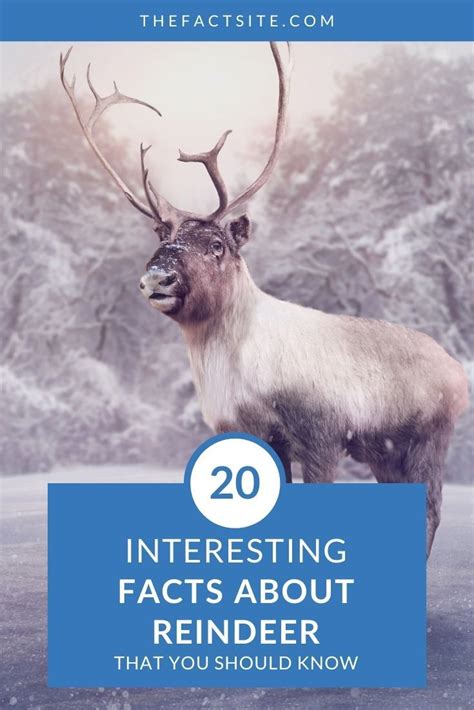 20 Interesting Facts About Reindeer The Fact Site