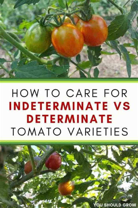 How To Care For Determinate Vs Indeterminate Tomatoes You Should Grow