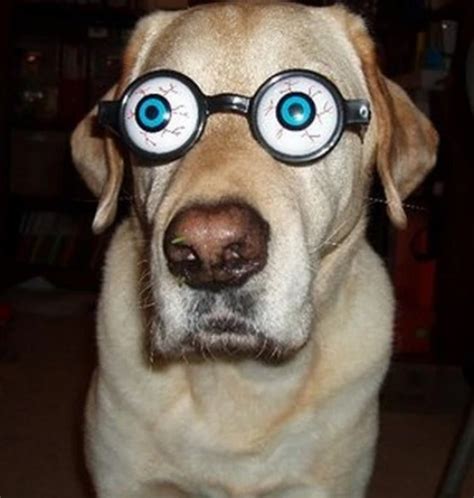 Ten Dogs Wearing Silly Glasses Who Are Sure To Make You Smile