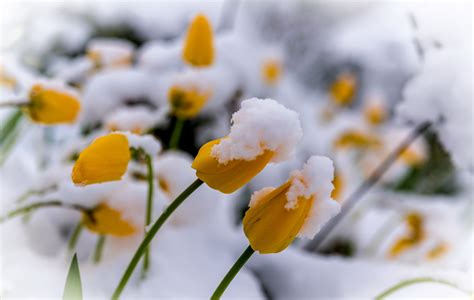 Plants Winter Flowers Snow Wallpapers Hd Desktop And Mobile