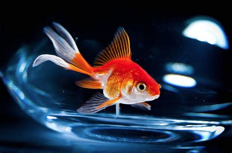 Comment Changer L'eau D'un Aquarium Poisson Rouge - Voilà pourquoi il ne faut jamais mettre un poisson rouge dans un bocal