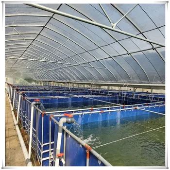 Indoor Fish Ras Fish Farming Equipment For Tilapia The Recirculating