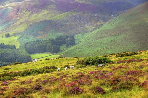 Colorful Autumn In Wicklow Idyllic Photograph By Jenny Rainbow Fine