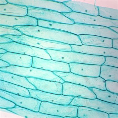 Animal Cell Light Microscope Human Skin Cells Under Microscope 400x
