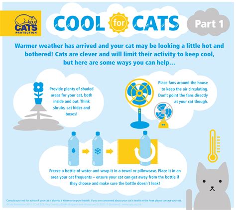 How To Keep Your Cat Cool