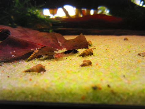 @inproceedings{cneude1998bronzebs, title={bronze baby syndrome}, author={f. Some blurry pictures of baby bronze corys : Aquariums