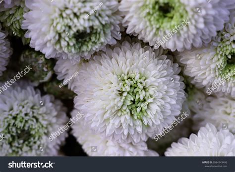 Bunga Krisan Putih Known Seruni Chryssanth Stock Photo 1984543406