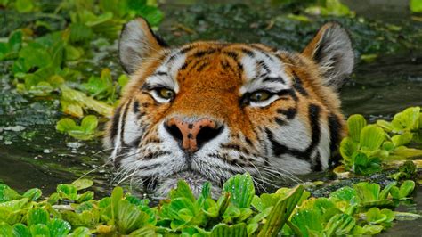 A Siberian Tiger Takes A Swim At The Antwerp Zoo In Belgium Bing Gallery
