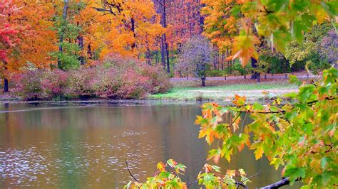Beautiful Colorful Autumn Leafed Spring Trees Branches Lake Hd Nature