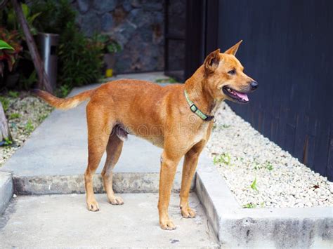 A Cute Brown Dog Sit Outside Wait For Its Owner Stock Photo Image Of