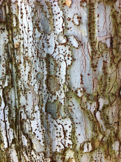 Tree Bark Photo By Dana Rodriguez Текстура Дерево Фракталы